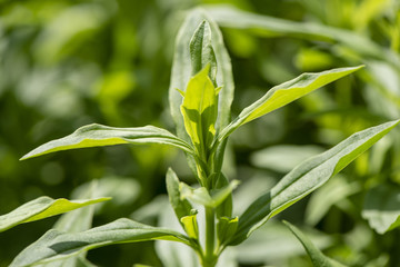 Seifenkraut als Heilpflanze für Naturmedizin und Pflanzenheilkunde