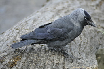 Staring crow