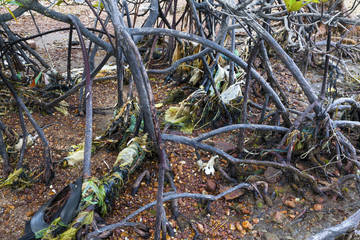 Polluted mangrove roots