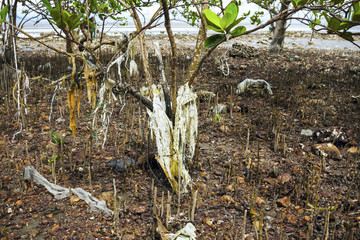 Polluted mangroves