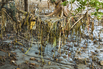 Polluted mangroves