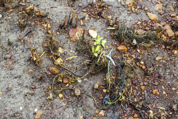 Polluted mangroves