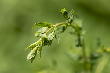 Fototapeta na wymiar Johanniskraut als Heilpflanze für Naturmedizin und Pflanzenheilkunde
