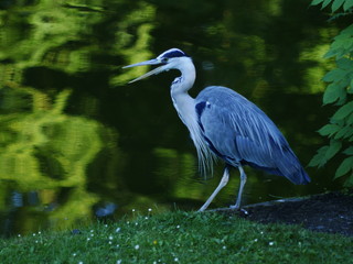 Heron yelling