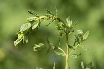 Johanniskraut als Heilpflanze für Naturmedizin und Pflanzenheilkunde