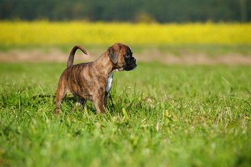 Boxerwelpe in einer Wiese