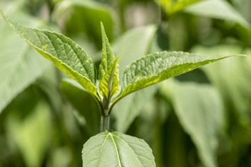 Topinambur als Heilpflanze für Naturmedizin und Pflanzenheilkunde