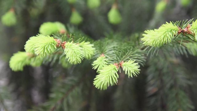 New fresh blossoming buds with needles on spruce branches in the spring