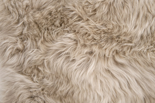 Natural sheepskin rug background sheep fur