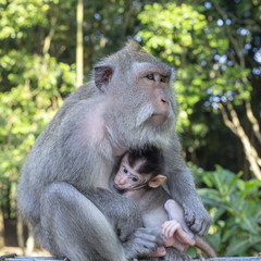 Portrait of baby monkey and mother at sacred monkey forest in Ubud, Bali, Indonesia. Close up