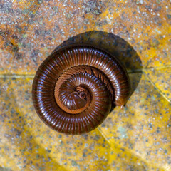 Giant centipede, millipede rolled into a circle on old leaf in tropical jungle. Island Bali,...