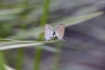 Love couple butterfly, mating pair of butterflies, close up. Bali, Indonesia