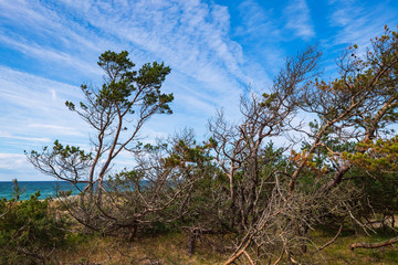 Vom Wind gebeugte Kiefern an der Ostseeküste