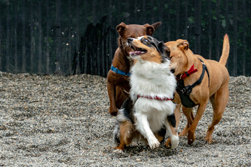 dogs while fighting for fun