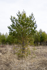 Obraz premium beautiful pine in spring