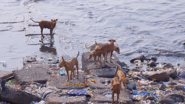 Pack of street dogs amid garbage littered coastline of Mumbai India