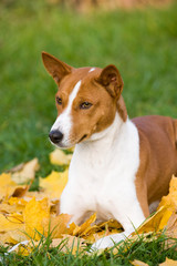 Basenji im Herbst