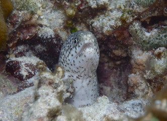 Snowflake Moray Eel Raja Ampat, West Papua, Indonesia