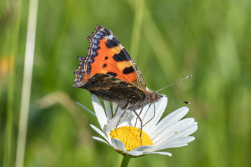 Schmetterling auf blüte