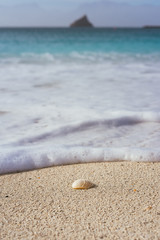 Seashell on sandy beach with white foam of rolling ocean waves. Tropical beach with azure blue water
