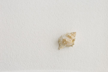 Seashell on white sand background, old seashell with space on smooth white sand texture, summer concept background