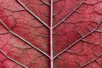 red abstract macro leaf texture close up