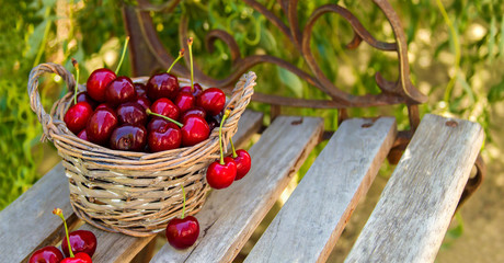 Basket full of ripe red cherries stands on the bench