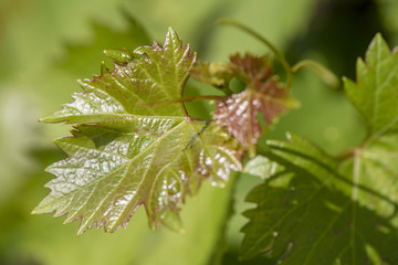 Weinrebe als Heilpflanze für Naturmedizin und Pflanzenheilkunde