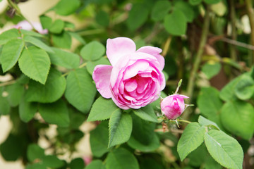 tea rose bush. Rose oil production. Industrial Cultivation