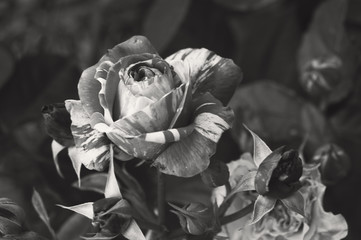 Beautiful bush flowers, red white striped garden roses under sunlight on a dark background black and white