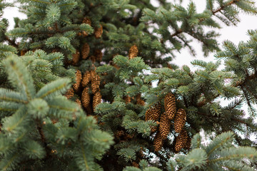 Coniferous cone
