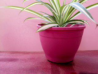 Chlorophytum on pink background