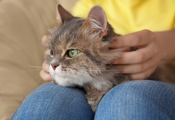 Cute cat on woman's laps