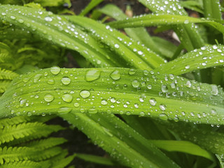 Rain drops on the green grass.
