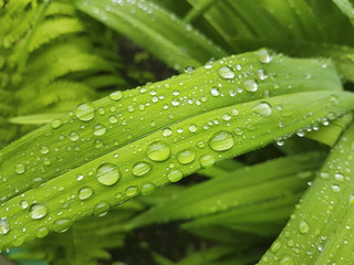 Rain drops on the green grass.