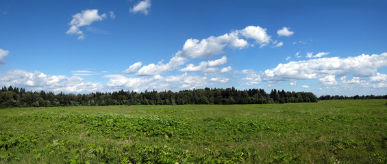 Beautiful rural panoramic landscape with green field, mixed forest and white clouds on blue sky on summer day in the midday