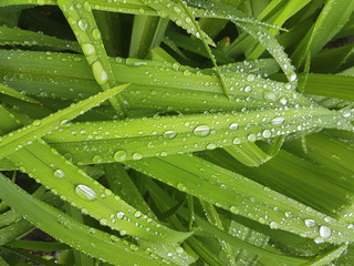 Rain drops on the green grass.
