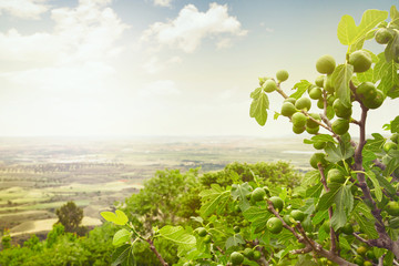 Fig tree on spain landscape, cultivated fields - 209077416