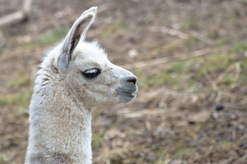 White baby llama portrait 