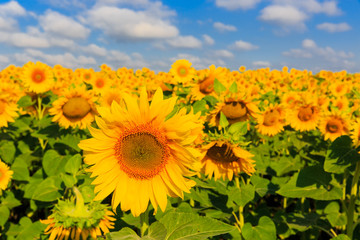 sunflowers on meadow