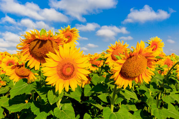 Obraz premium nice sunflowers on meadow