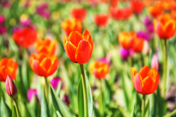 Blossoming tulips outdoors on sunny spring day