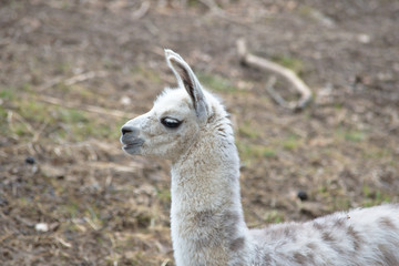 White baby llama portrait 