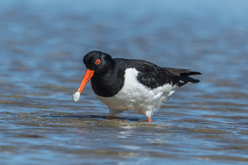 Austernfischer mit muschel