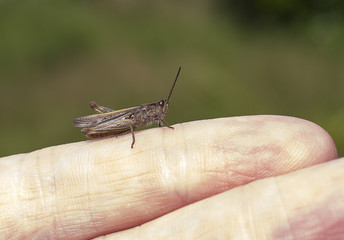 Grasshopper resting on a man's finger.