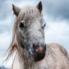 Wild grey pony face with wet, blowing mane in the winter.