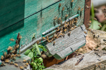 Roy of bees circling near the hive