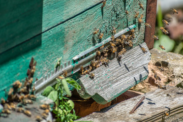 Obraz na płótnie Canvas Roy of bees circling near the hive