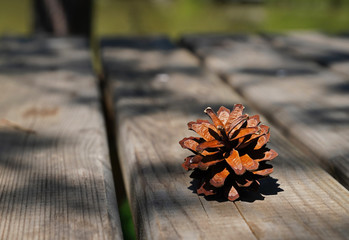 Pine cone on a rustic old wooden table and blurred green lake in background