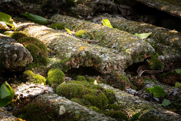 An old tiled roof covered with moss